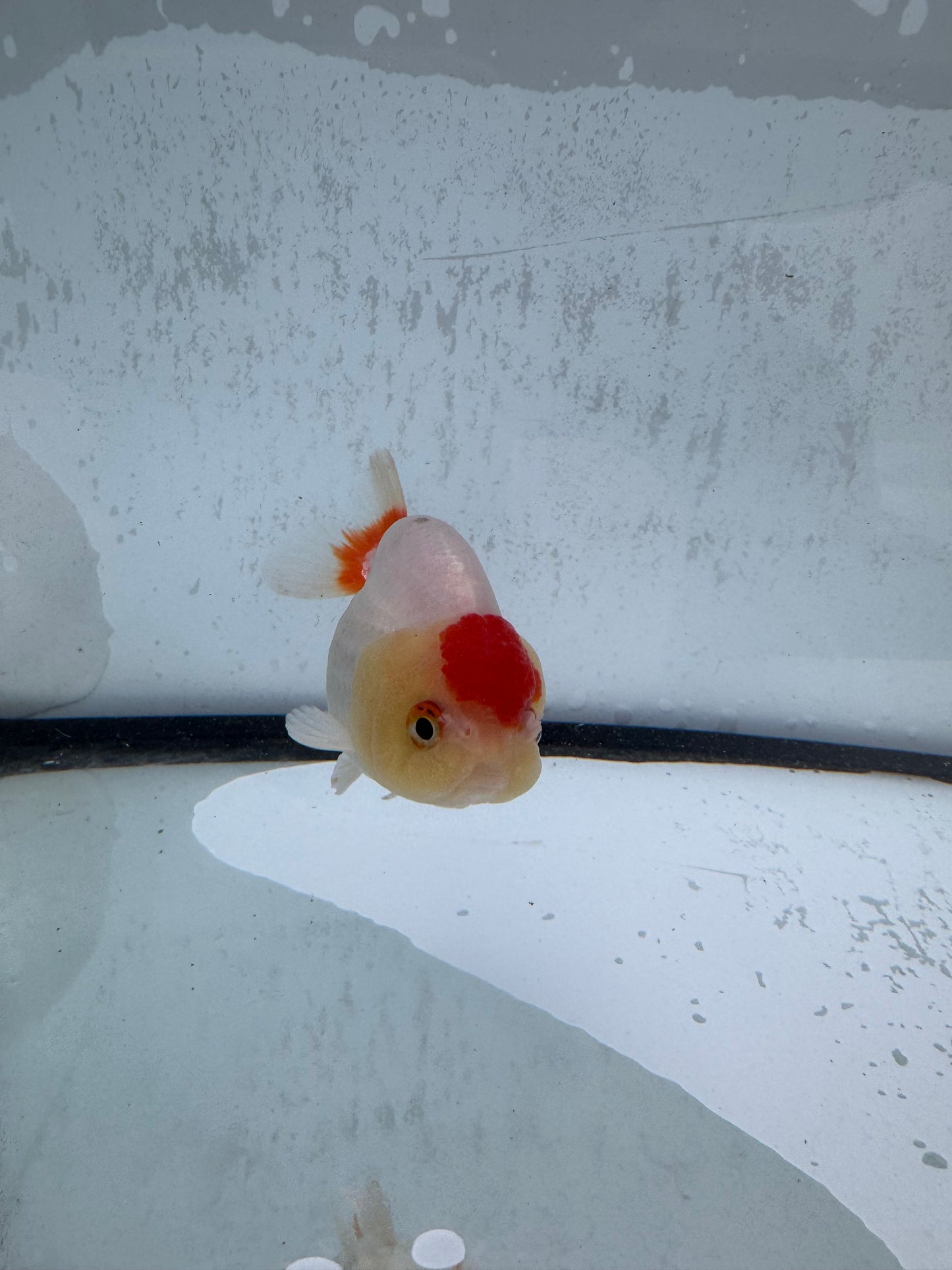 Red&white Ranchu wVF512