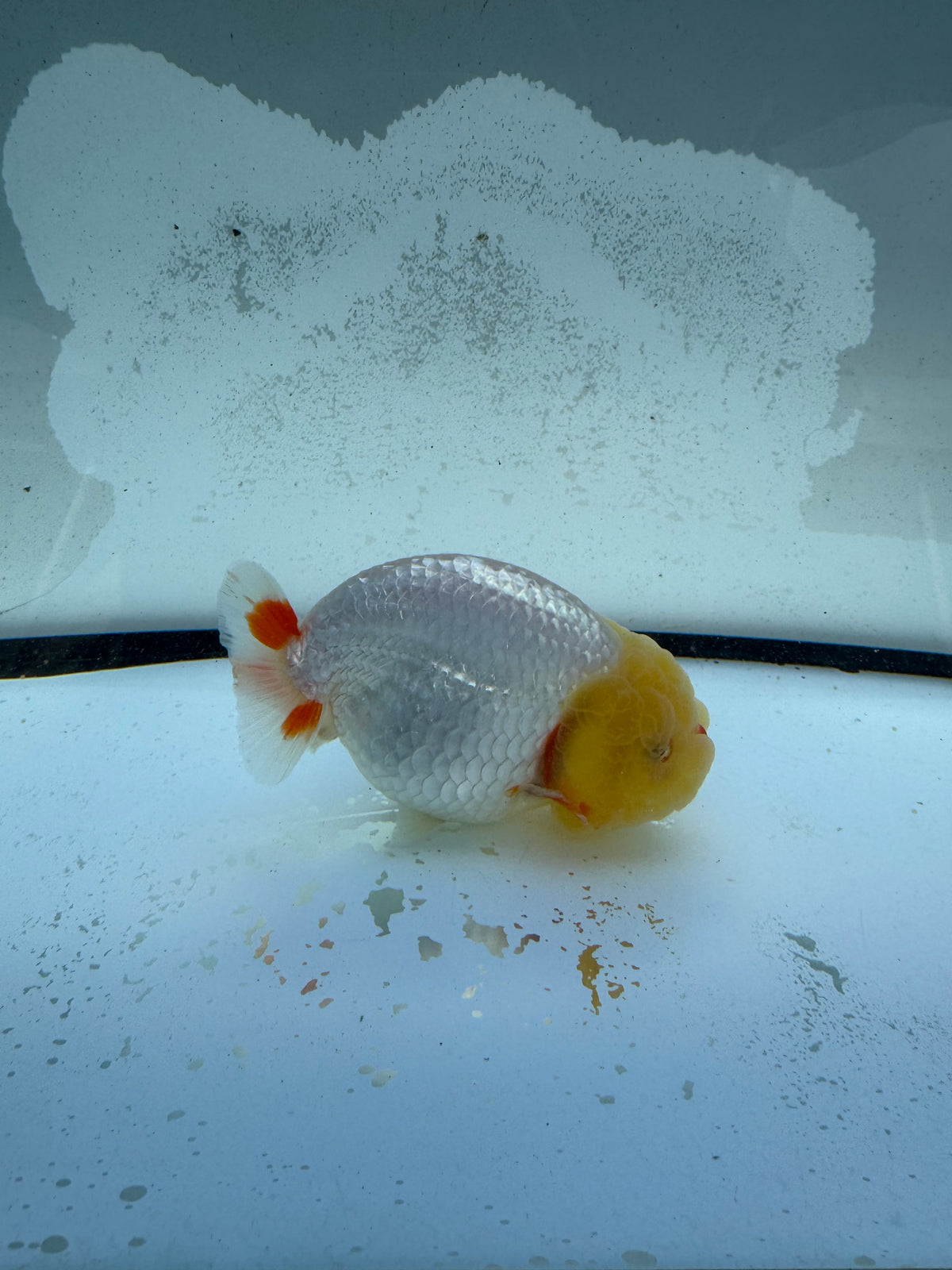 Dragonhead Ranchu. WVF1181