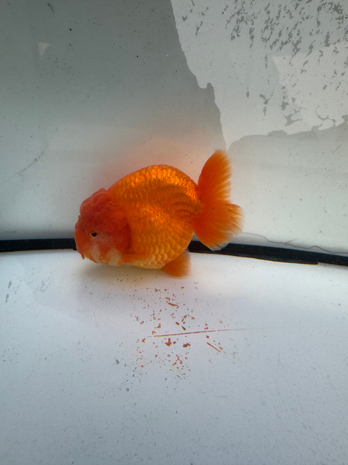 Red. Ranchu. WVF1112