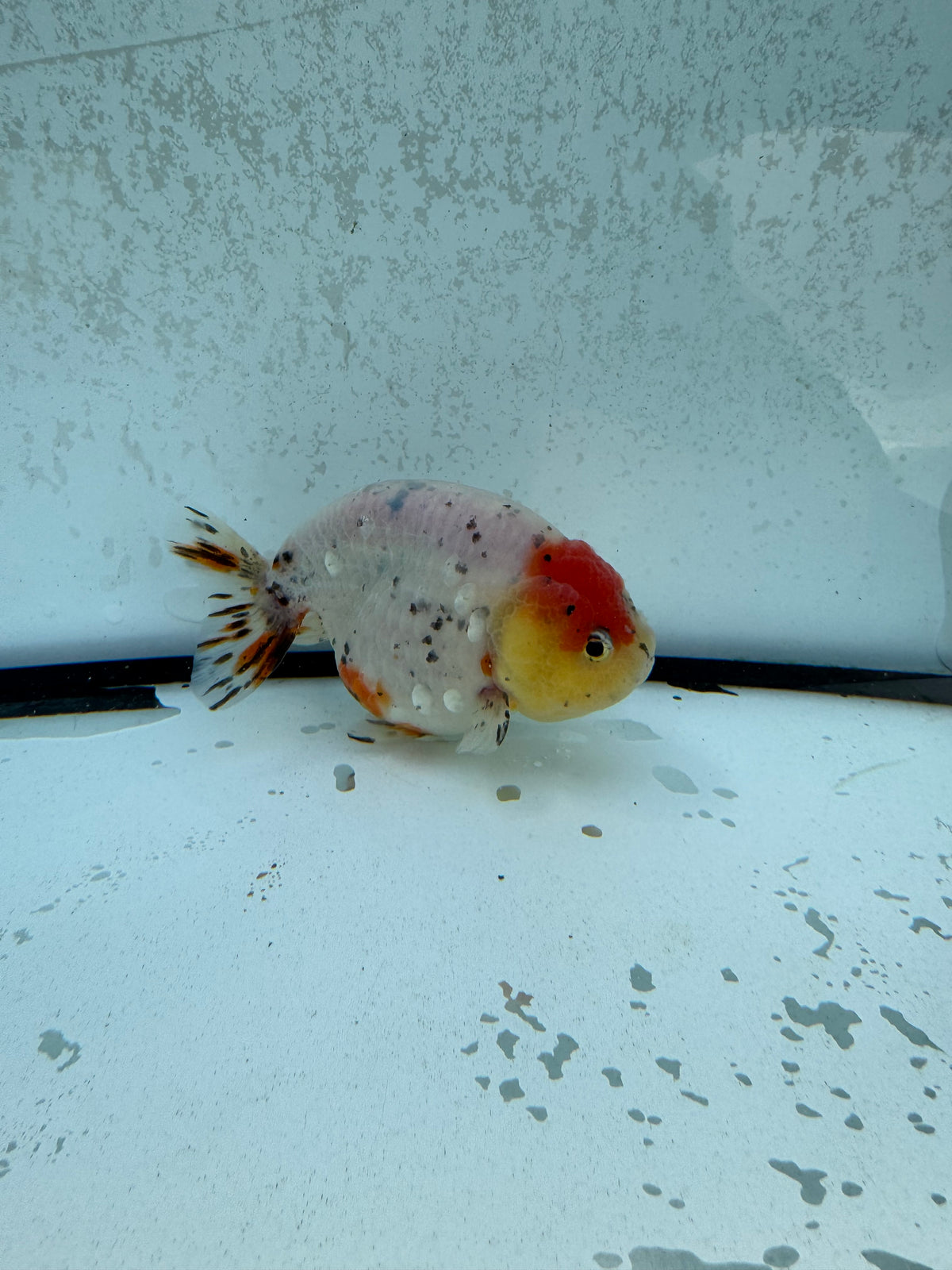 Calico Ranchu. WVF1256