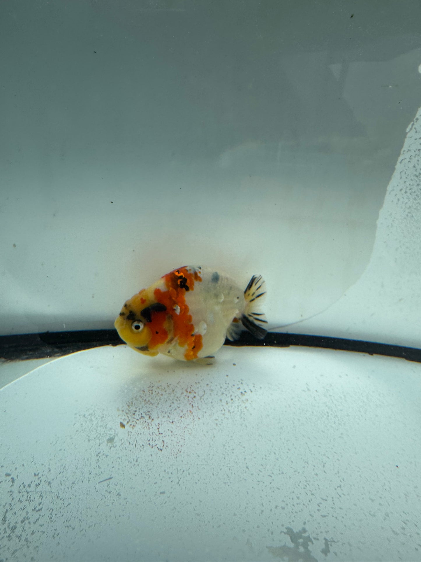 Calico Ranchu. WVF1083