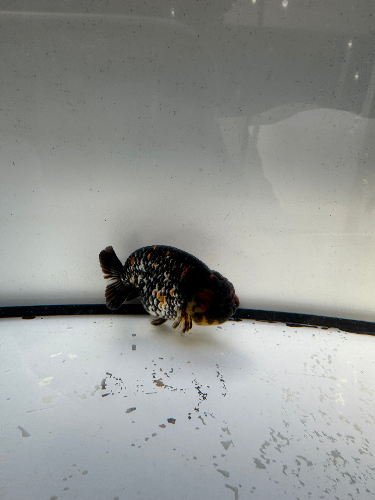 Metalic calico Ranchu. WVF1190