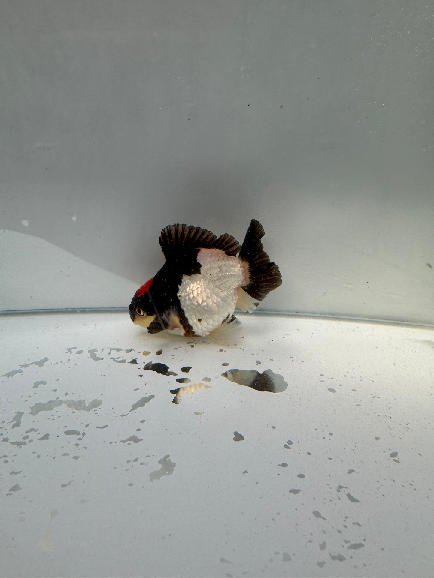 Tricolour Oranda.  WVF011