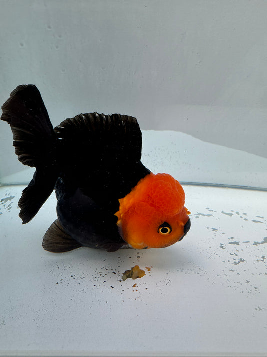 Apache short tail Oranda. WVF023