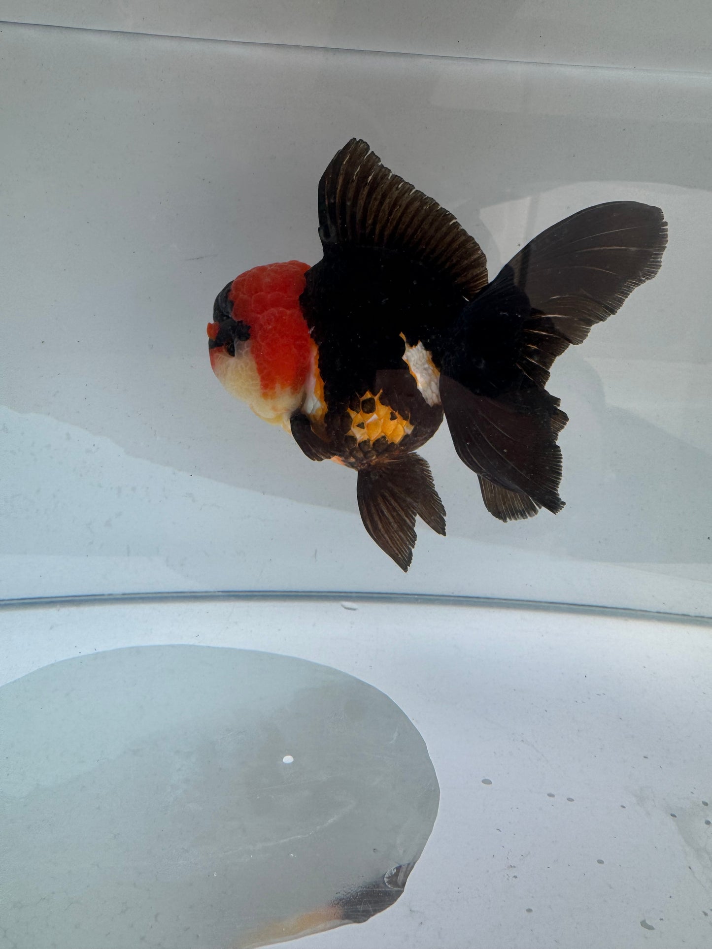 Tricolour Oranda. WVF279