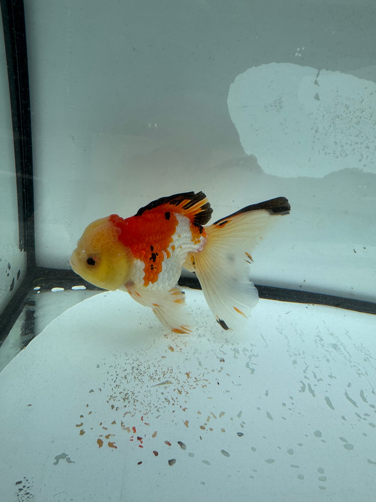 Tricolour Oranda. WVF987