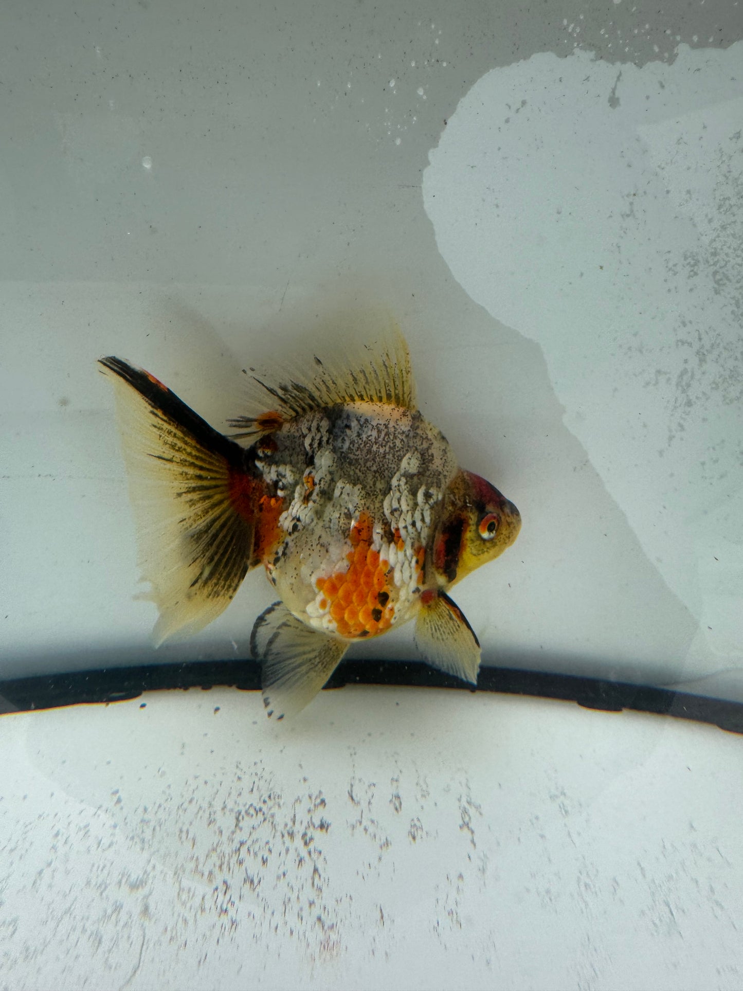 Calico broadtail Ryukin. WVF1000