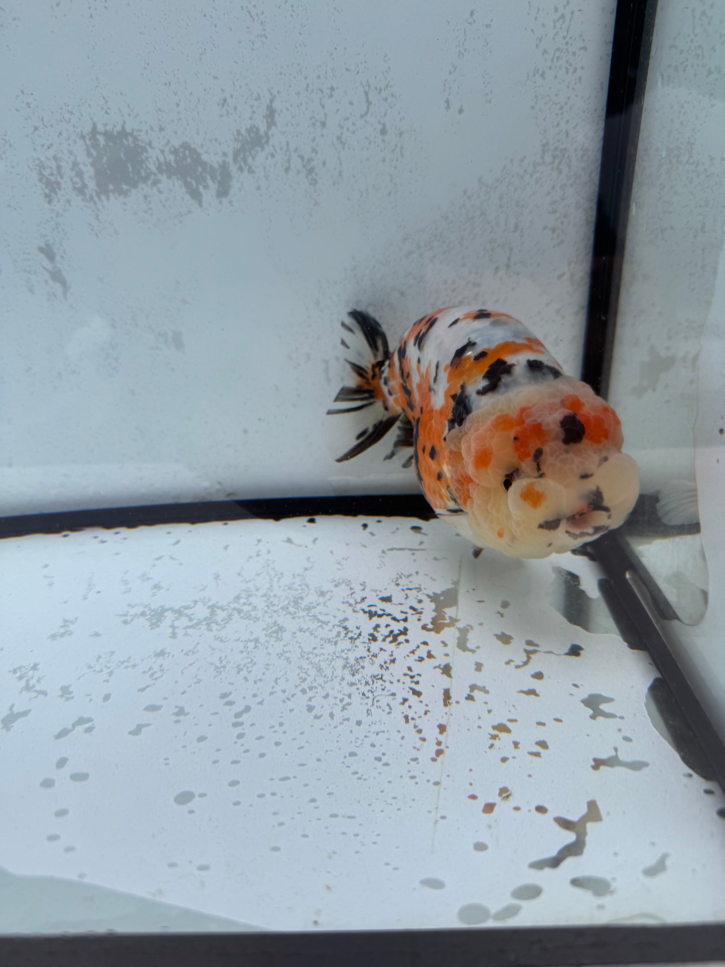 Calico Ranchu. WVF434