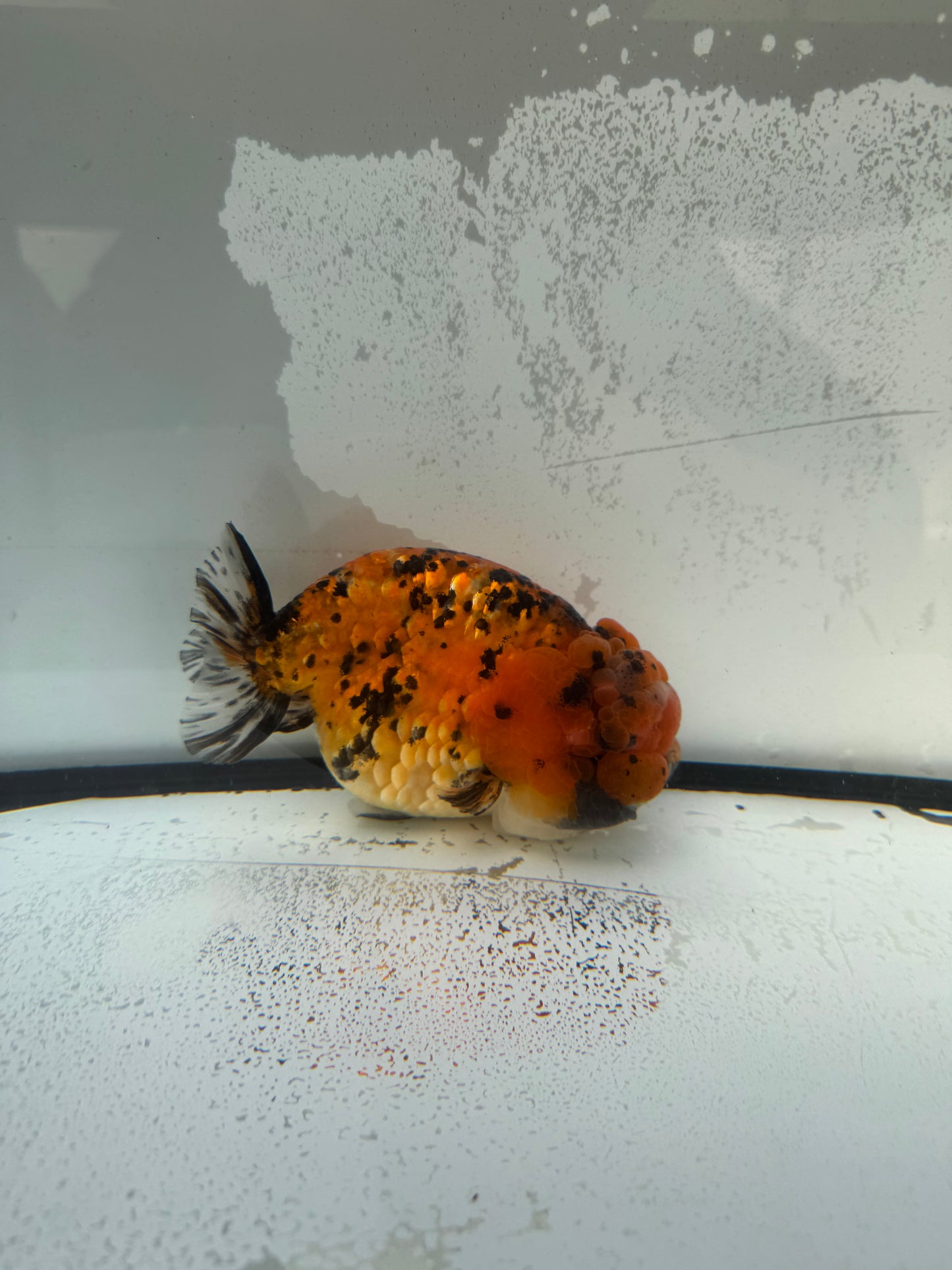 Tiger calico Ranchu. WVF743