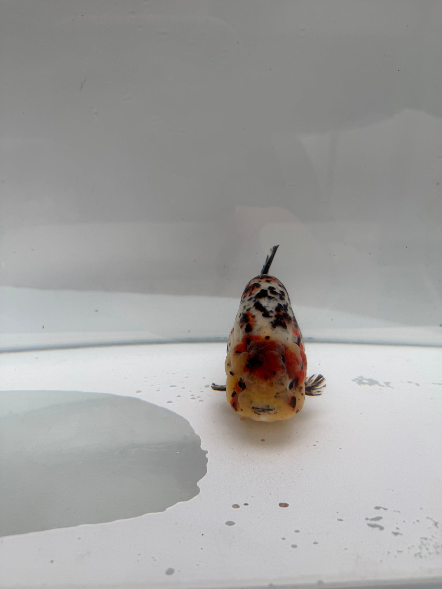 Calico Ranchu. WVF2120