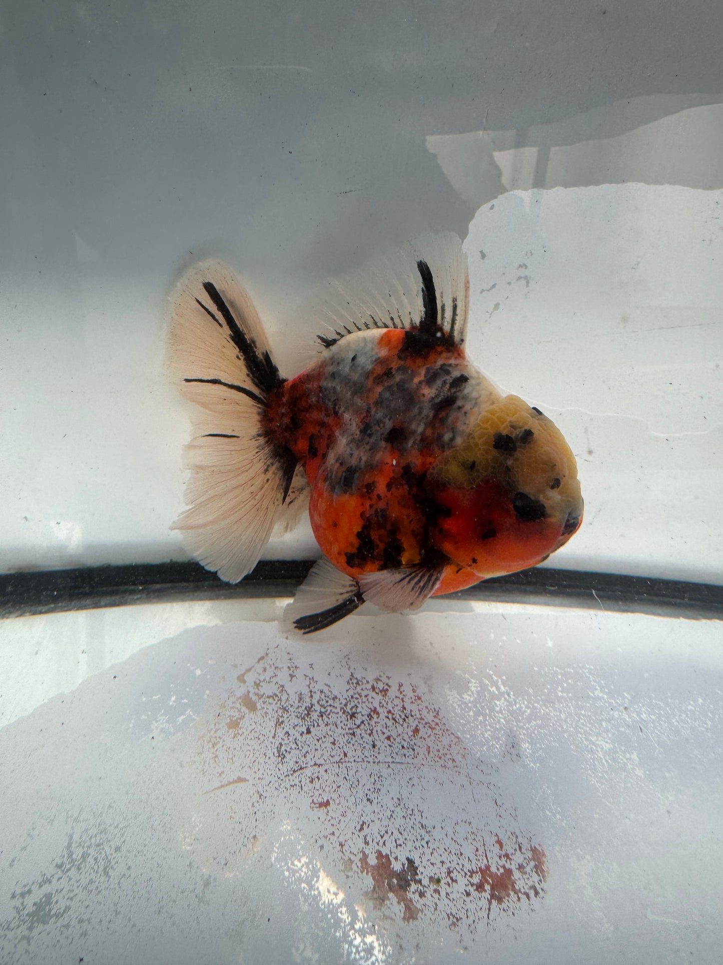 Calico Oranda. WVF1034