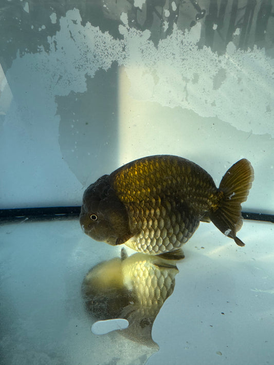 Bronze Ranchu.  WVF394
