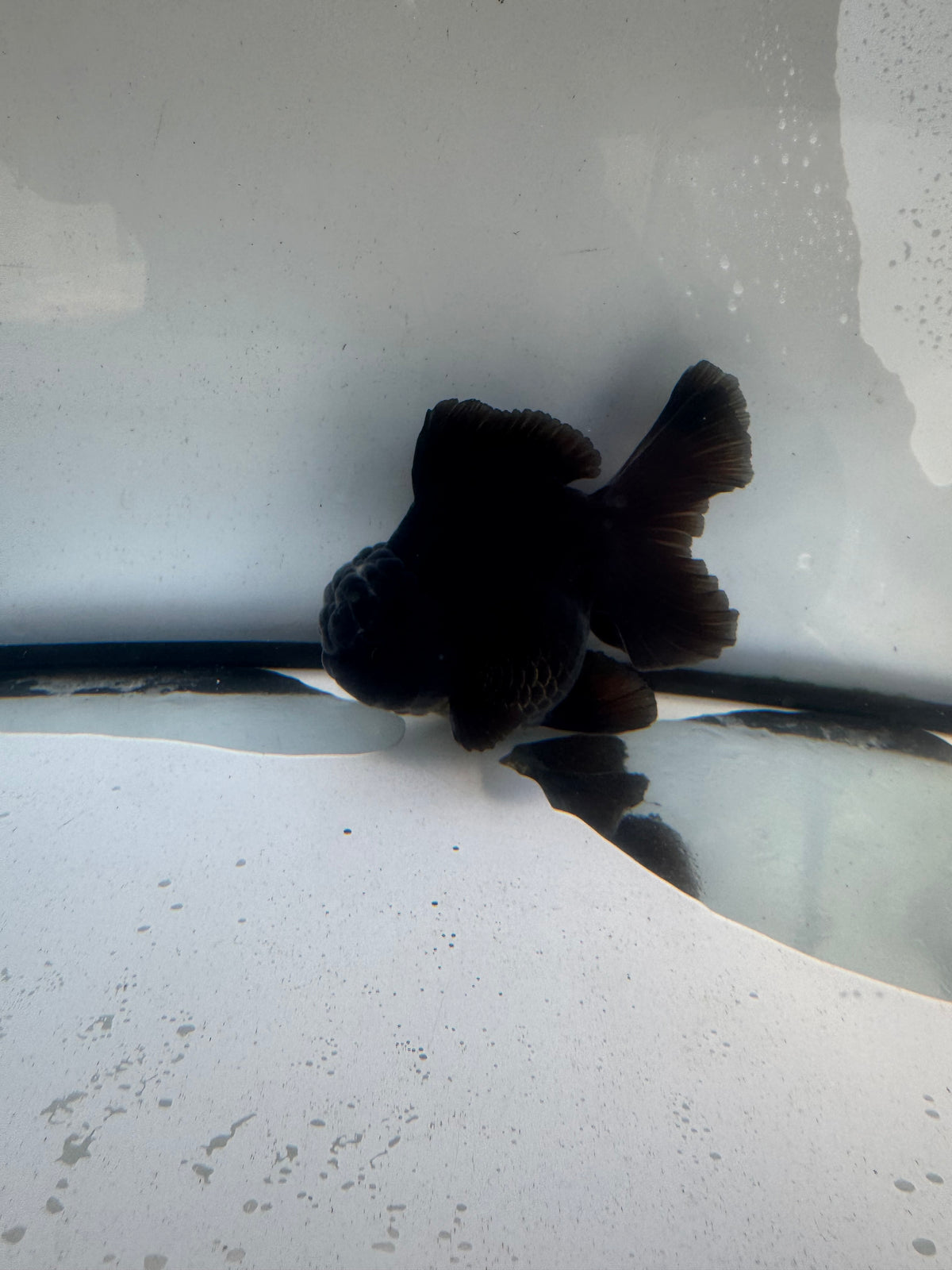 Black Oranda.  WVF1242