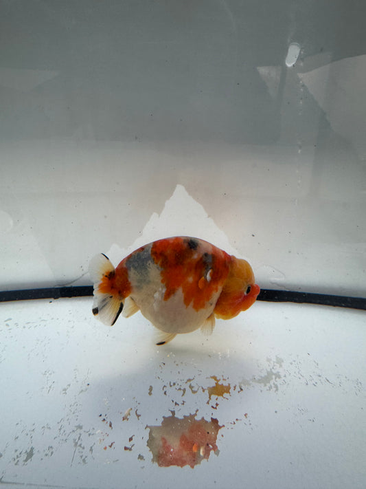 Calico Ranchu. WVF1073