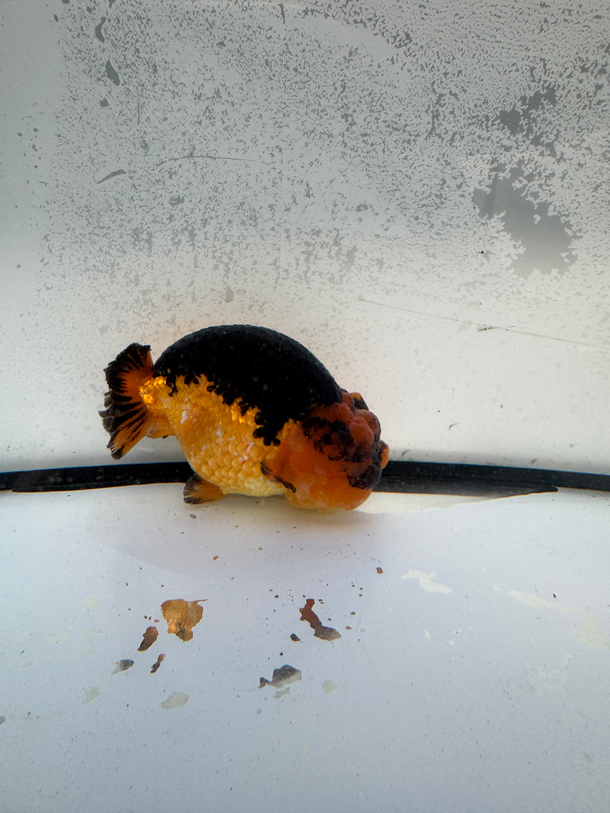 Dragon head Ranchu. WVF1150