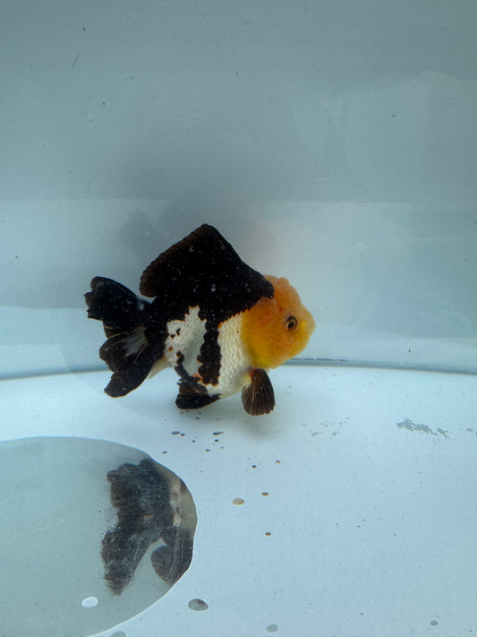 Panda/tricolour Oranda direct from Nana Goldfish farm WVF285
