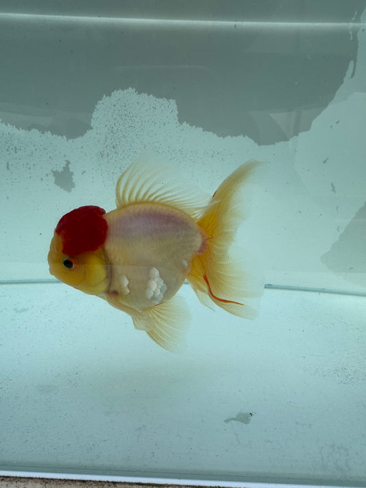 Redcap Sakura Oranda. WVF346