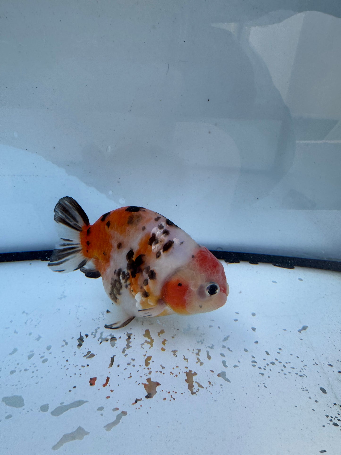 Calico Ranchu. WVF609