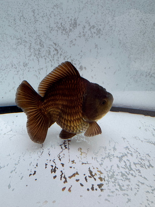 Ochiba Oranda direct from Jack Shogun. WVF465