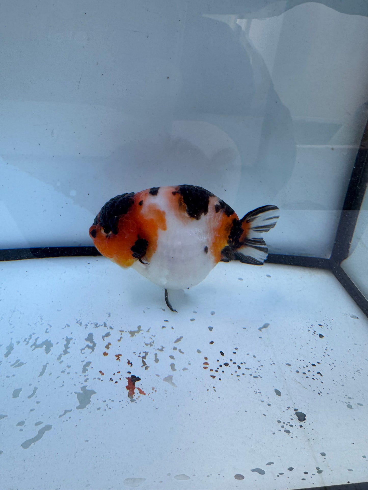 Calico Ranchu. WVF608