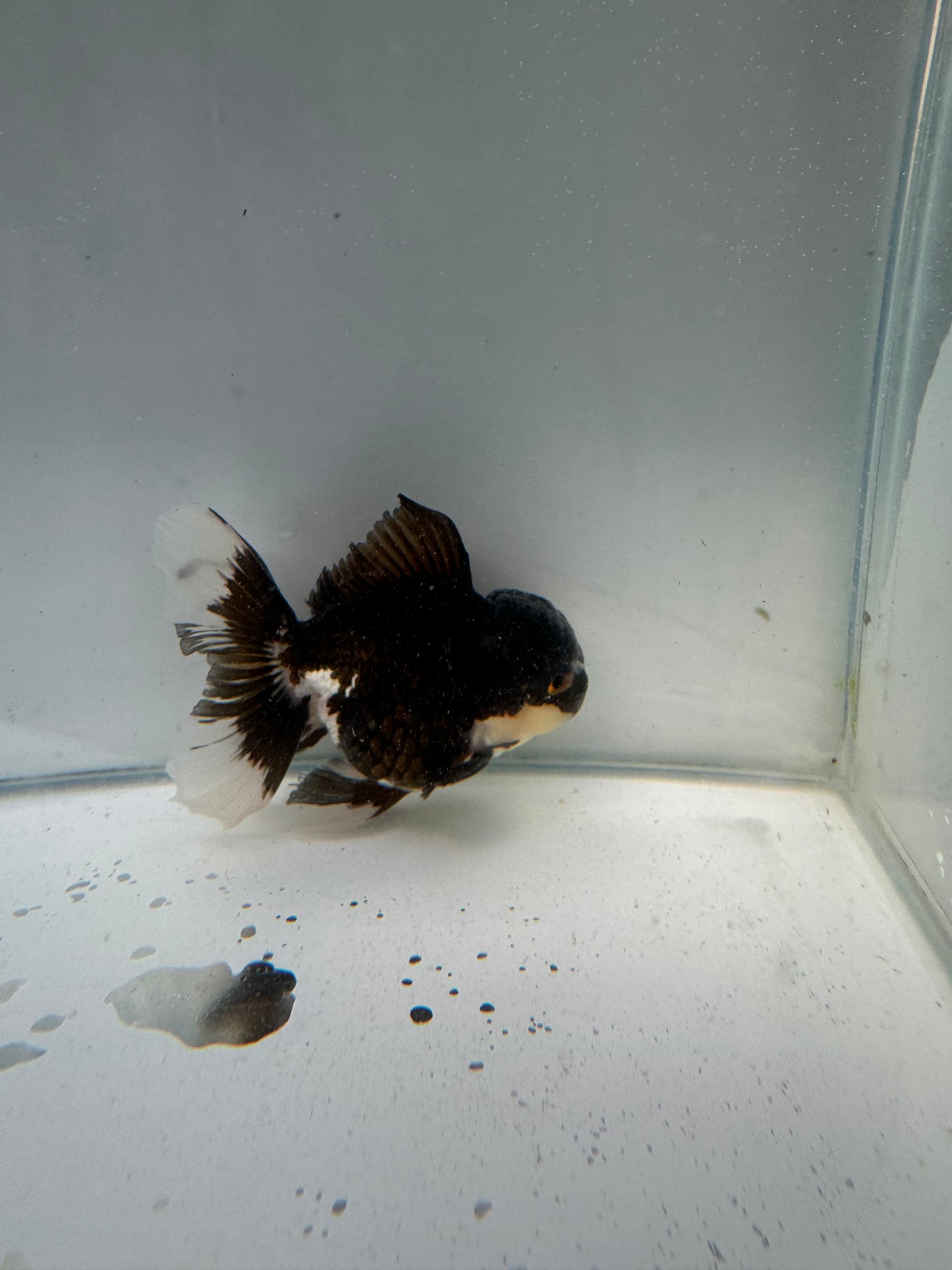 Panda Oranda.  WVF010