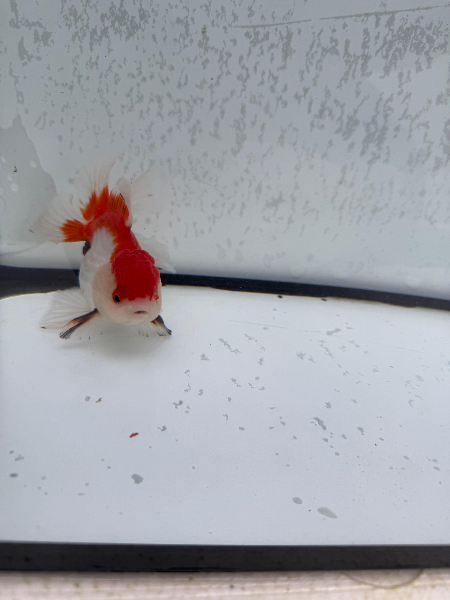 Red&white Oranda. WVF488