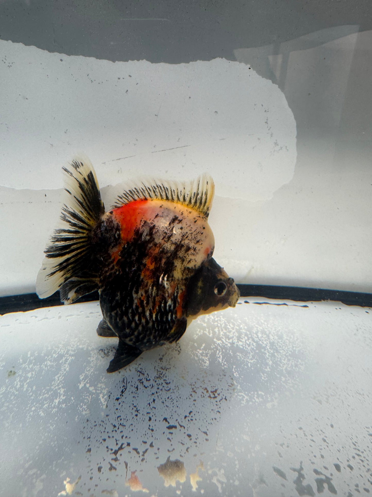 Calico Ryukin. WVF1021