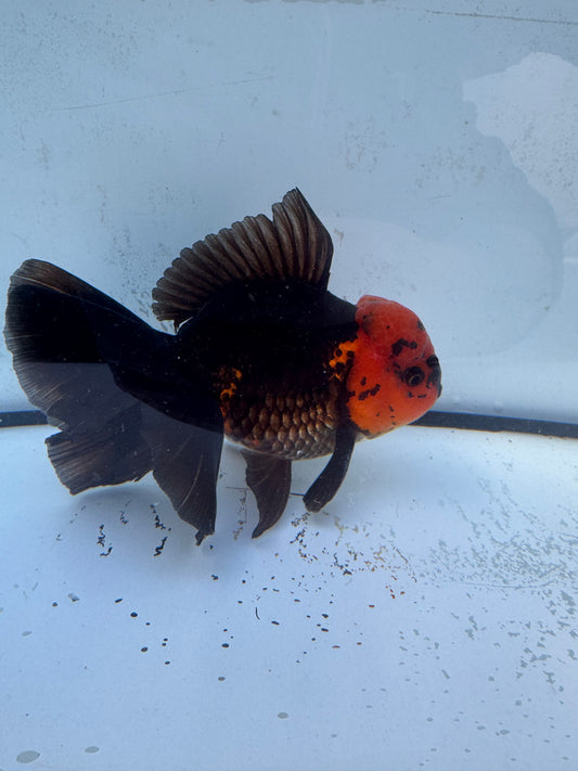 Apache Oranda. WVF482