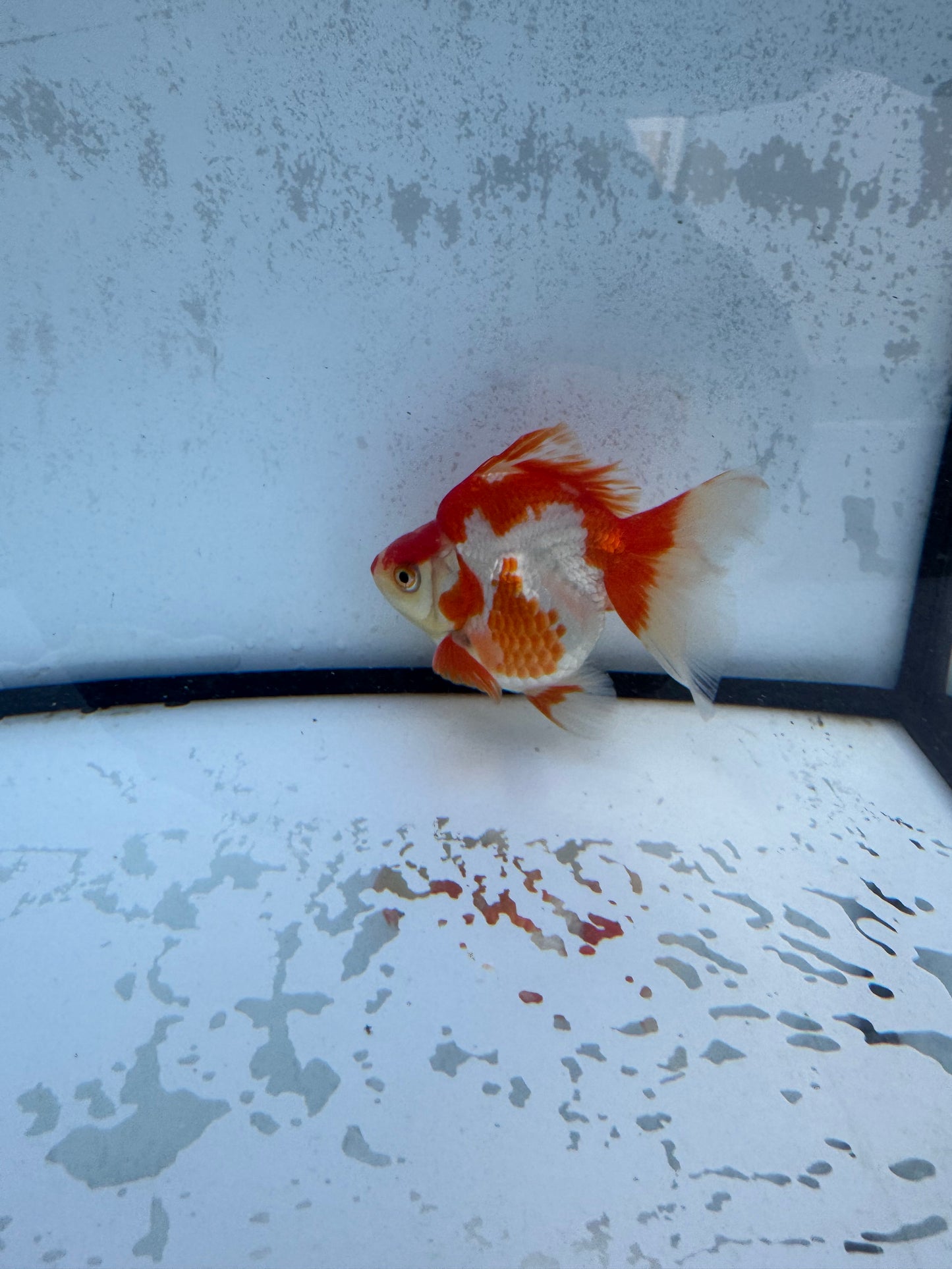 Red&white Broadtail Ryukin. WVF561