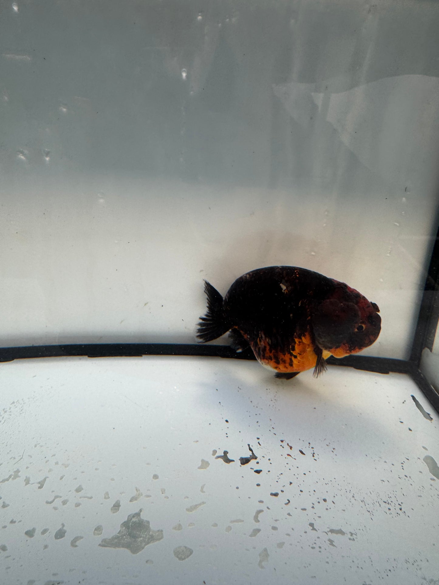Kirin Ranchu. WVF1104