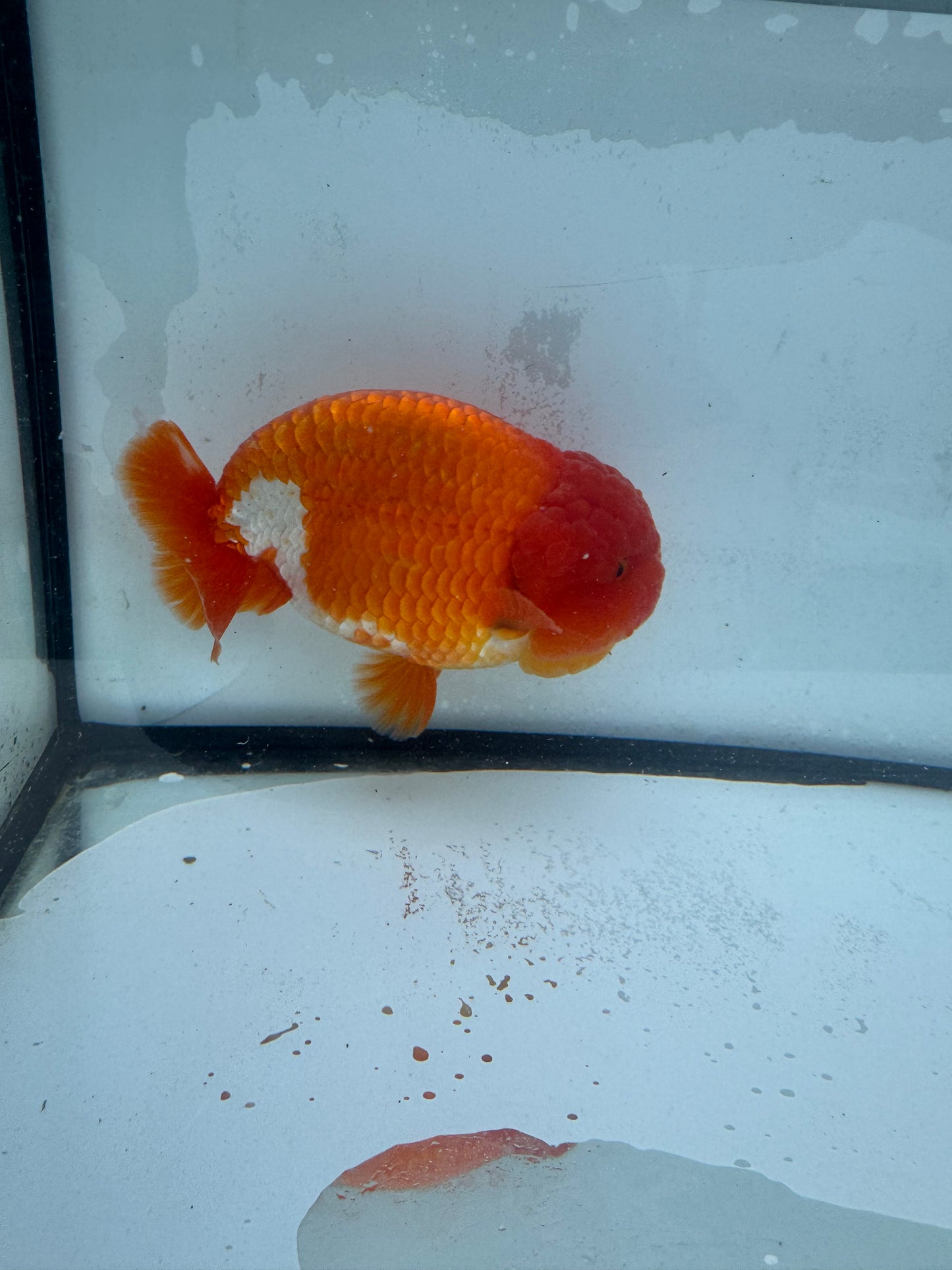 Red&white Ranchu.  WVF453