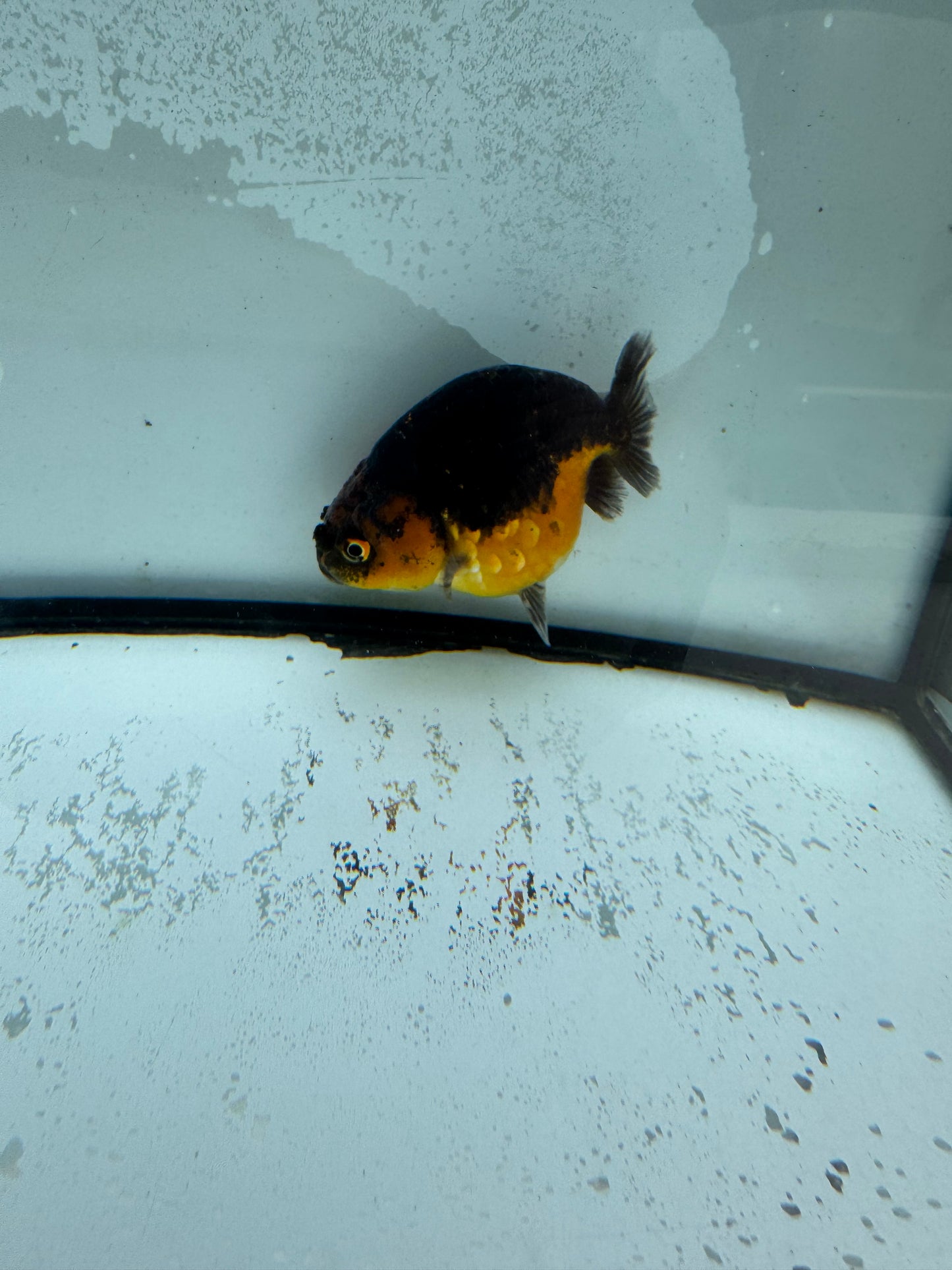 Kirin Ranchu. WVF976