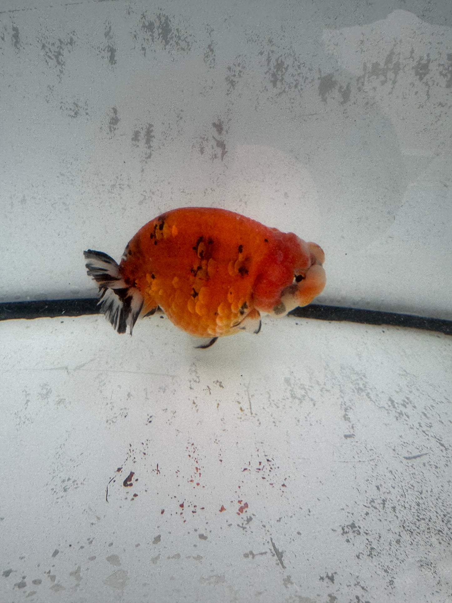 Calico Ranchu. WVF593