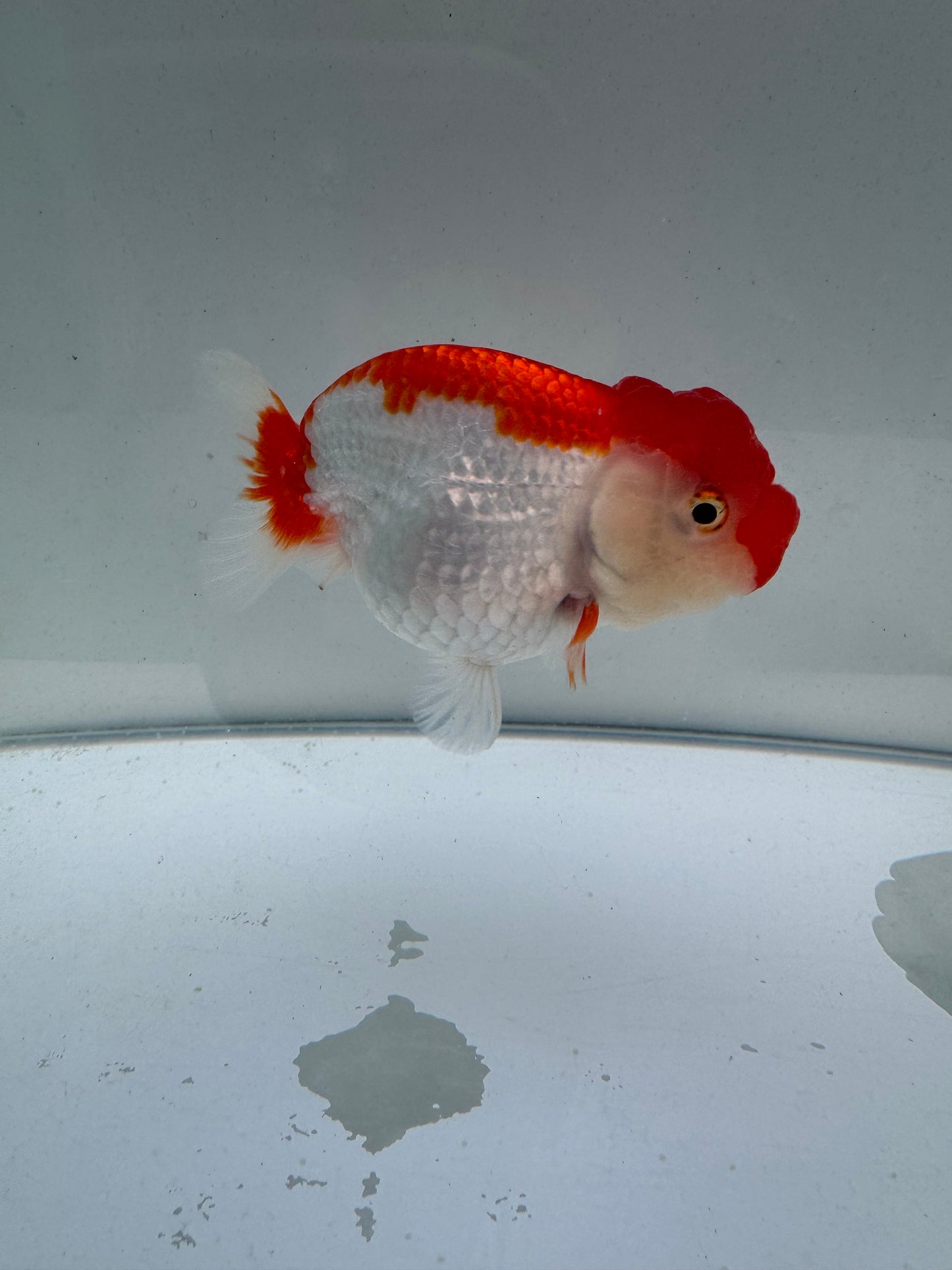 Red&white hybrid buffalo ranchu. WVF095