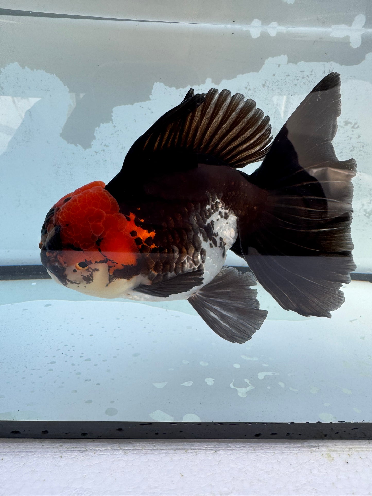 Tricolour Oranda. WVF412