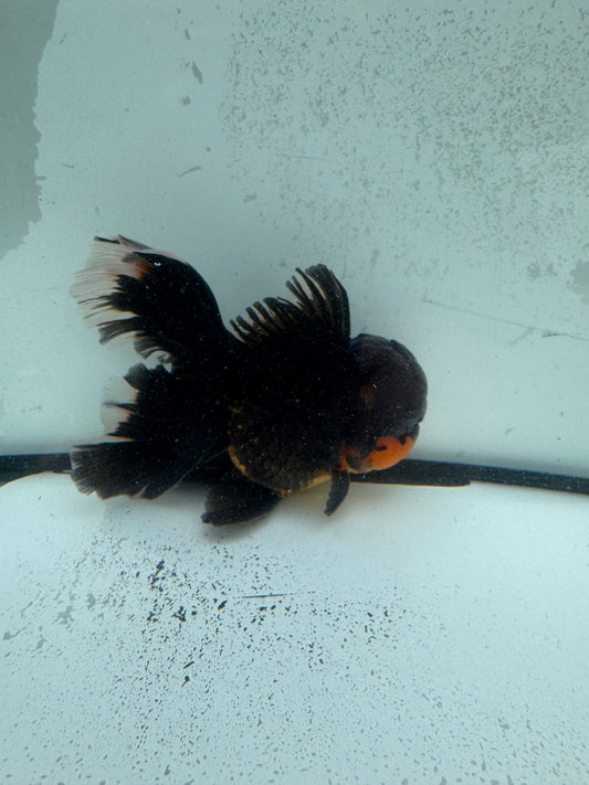 Apache Oranda. WVF1128