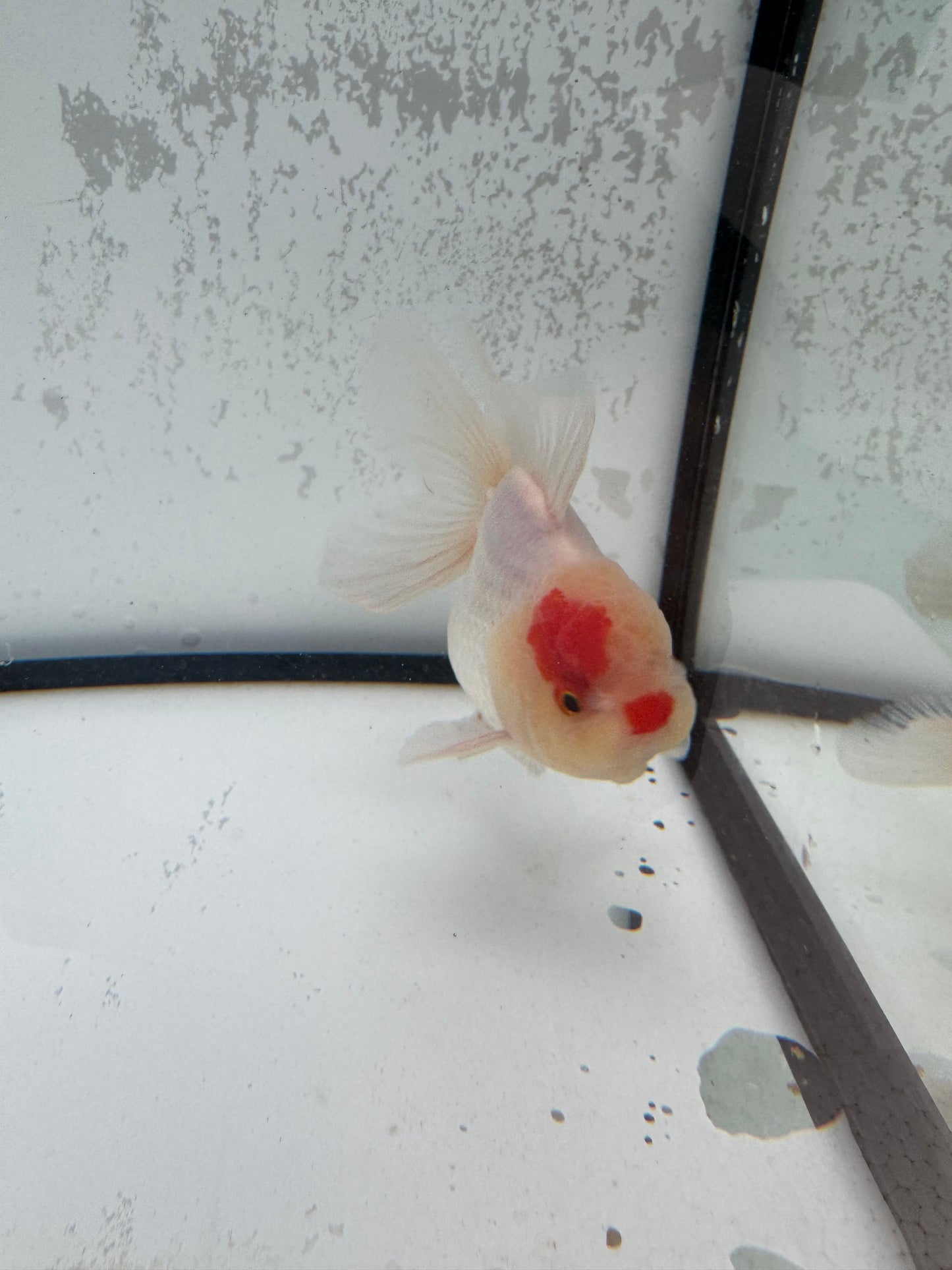 Red&white Oranda. WVF496