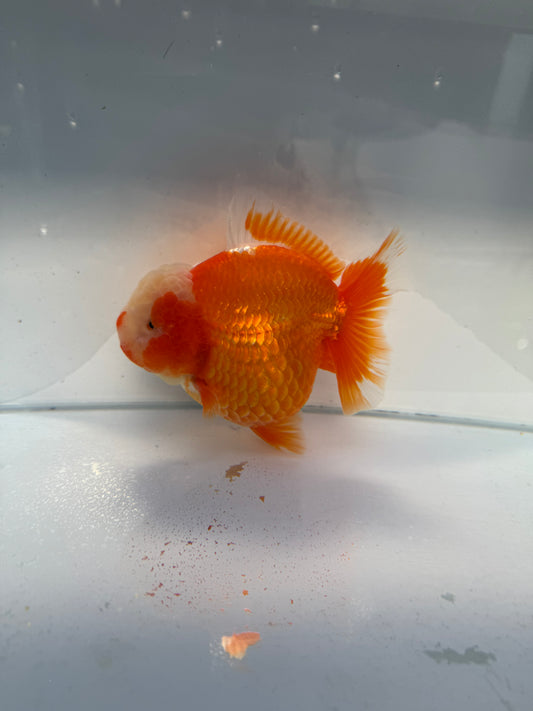 Red&white shogun Oranda. WVF334 direct from Jack shogun