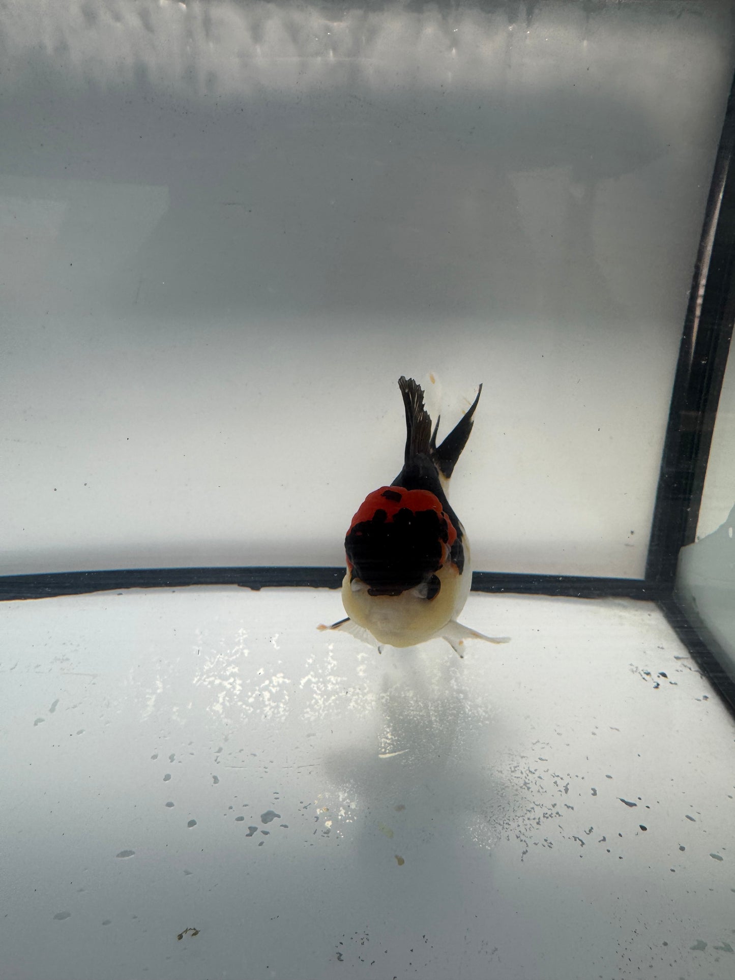 Tricolour Oranda. WVF907