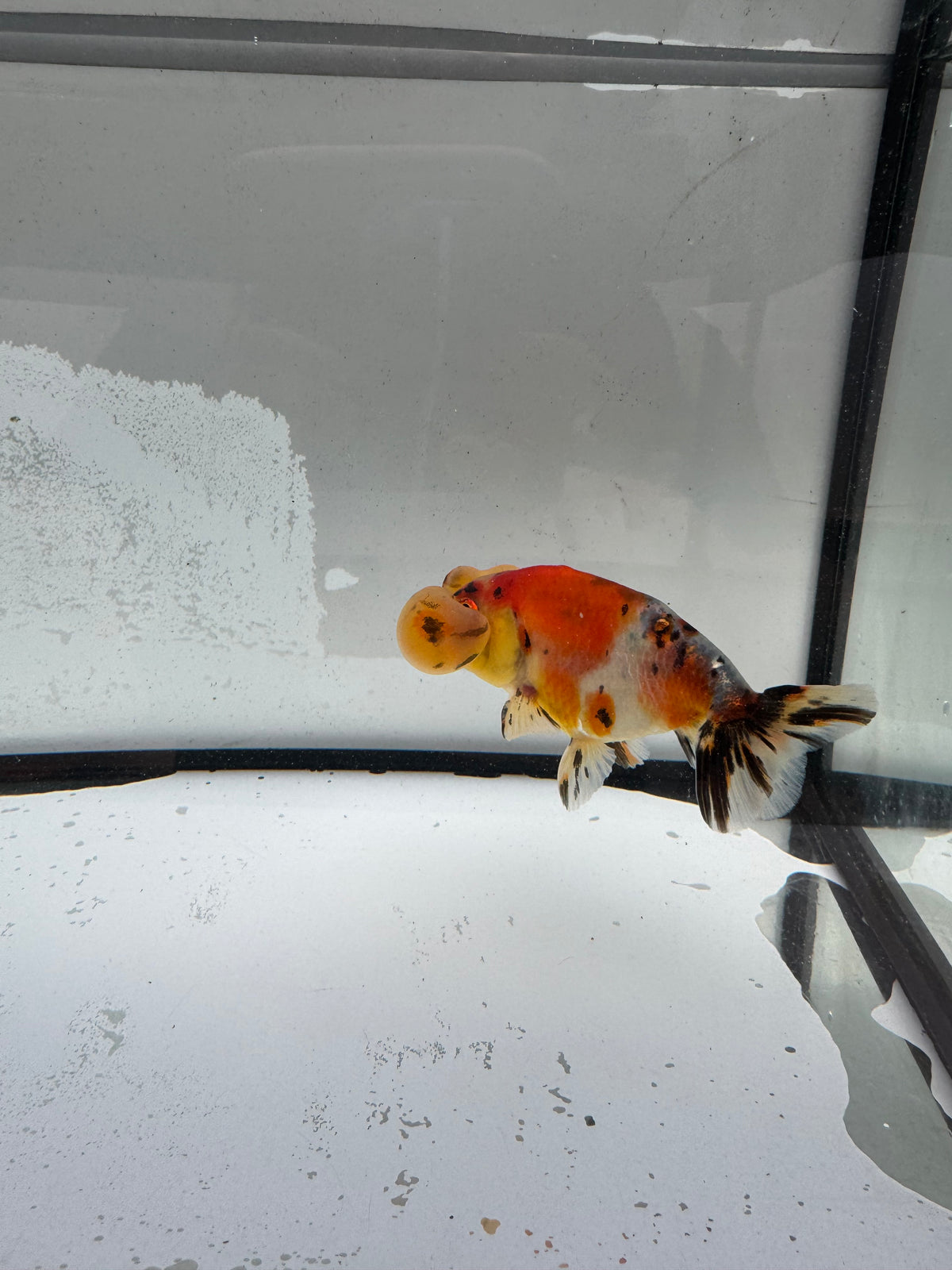 Calico bubble eye WVF1177