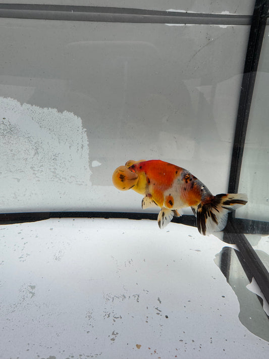 Calico bubble eye WVF1177
