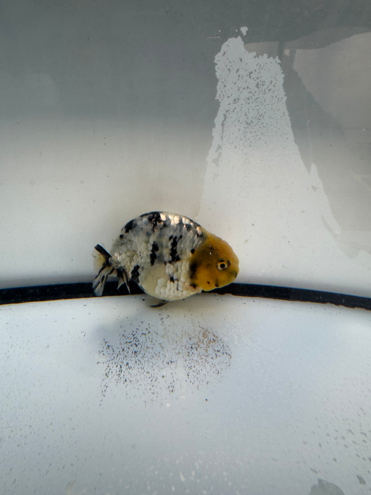 White Tiger Ranchu. WVF1086