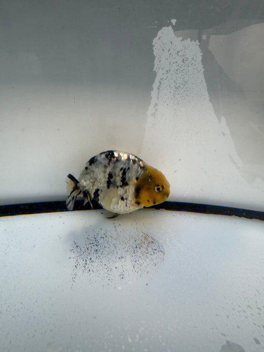 White Tiger Ranchu. WVF1086
