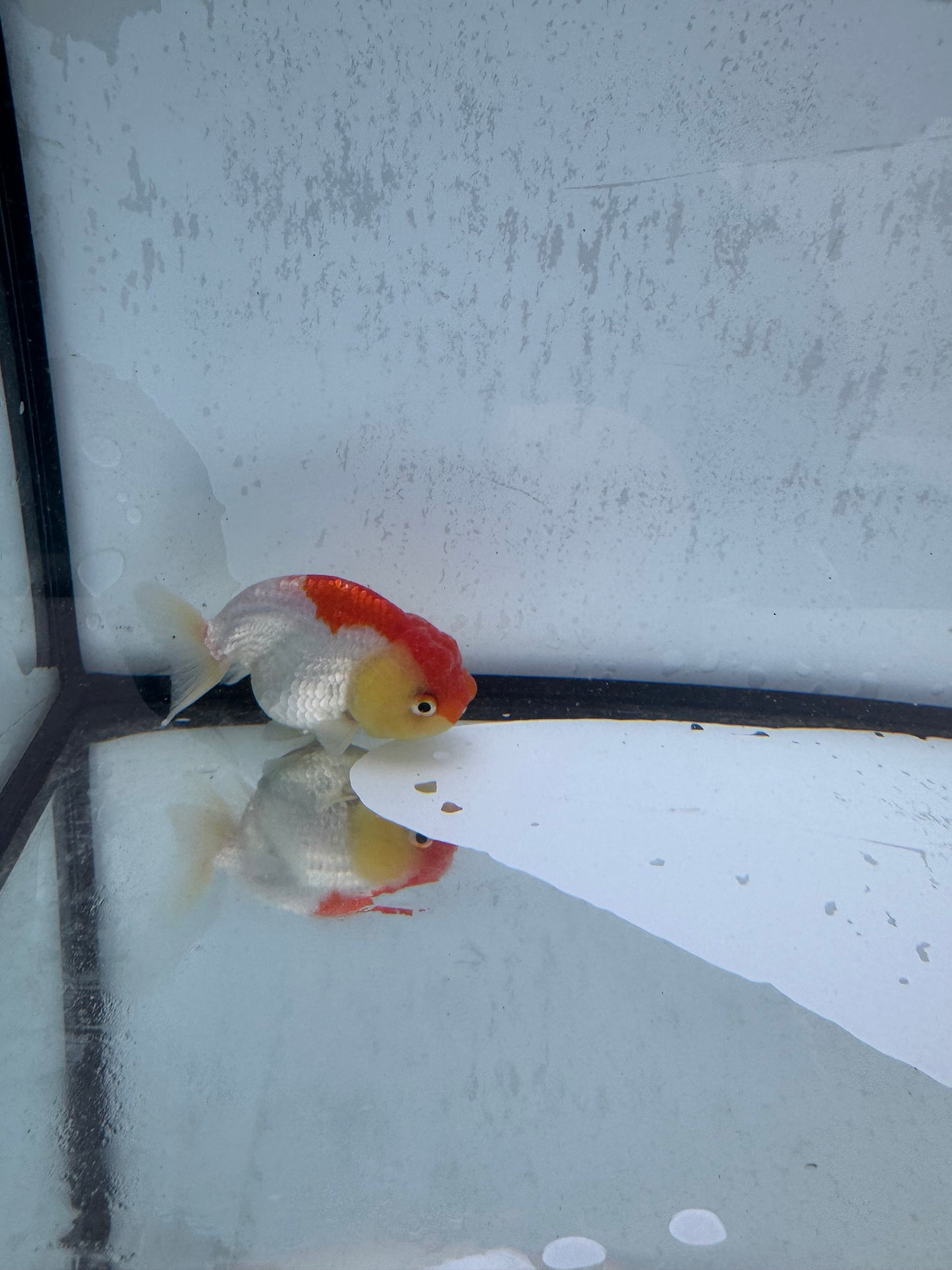 Red&white Ranchu. WVF507