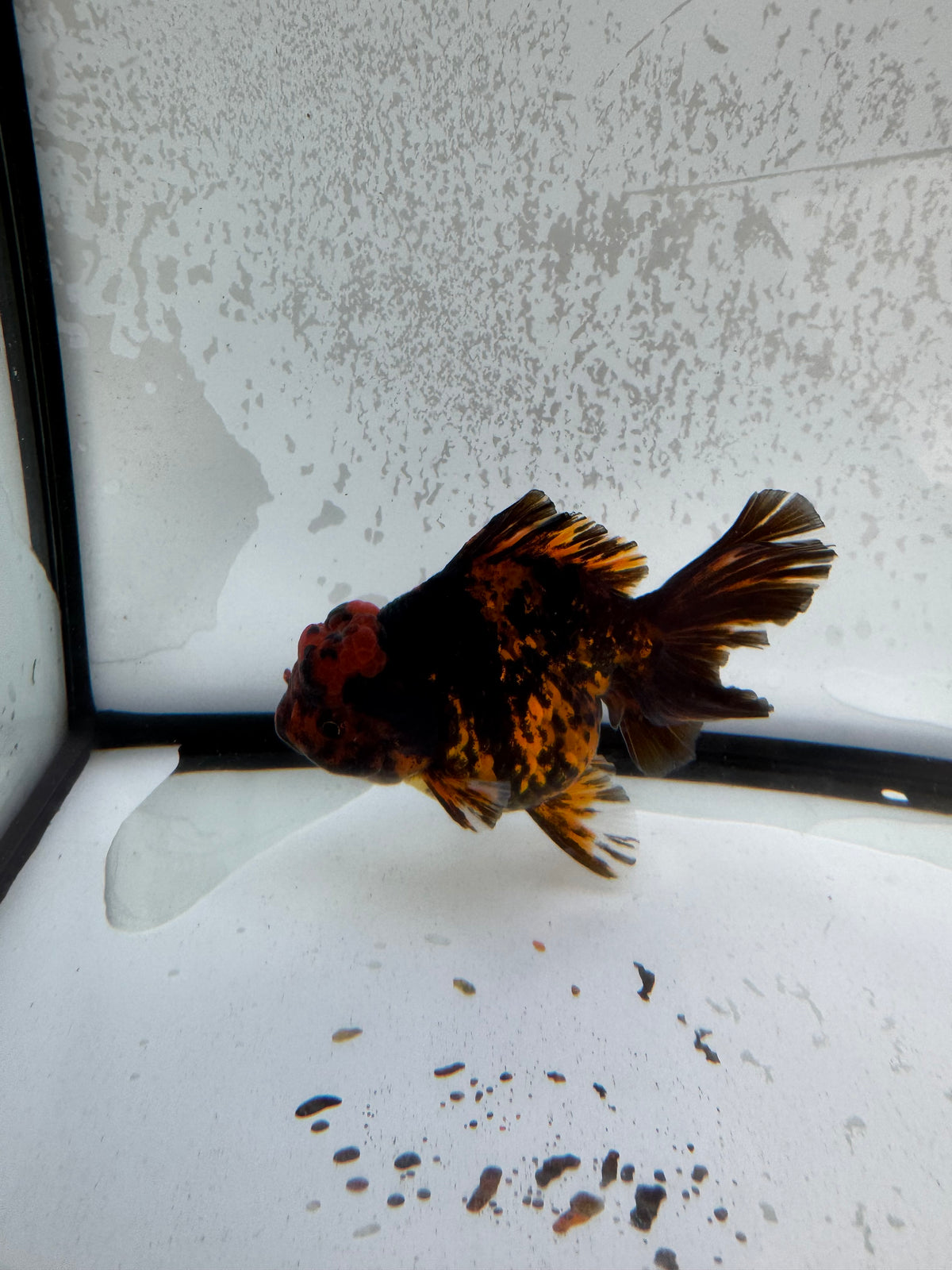 Red tiger Oranda.  WVF1251