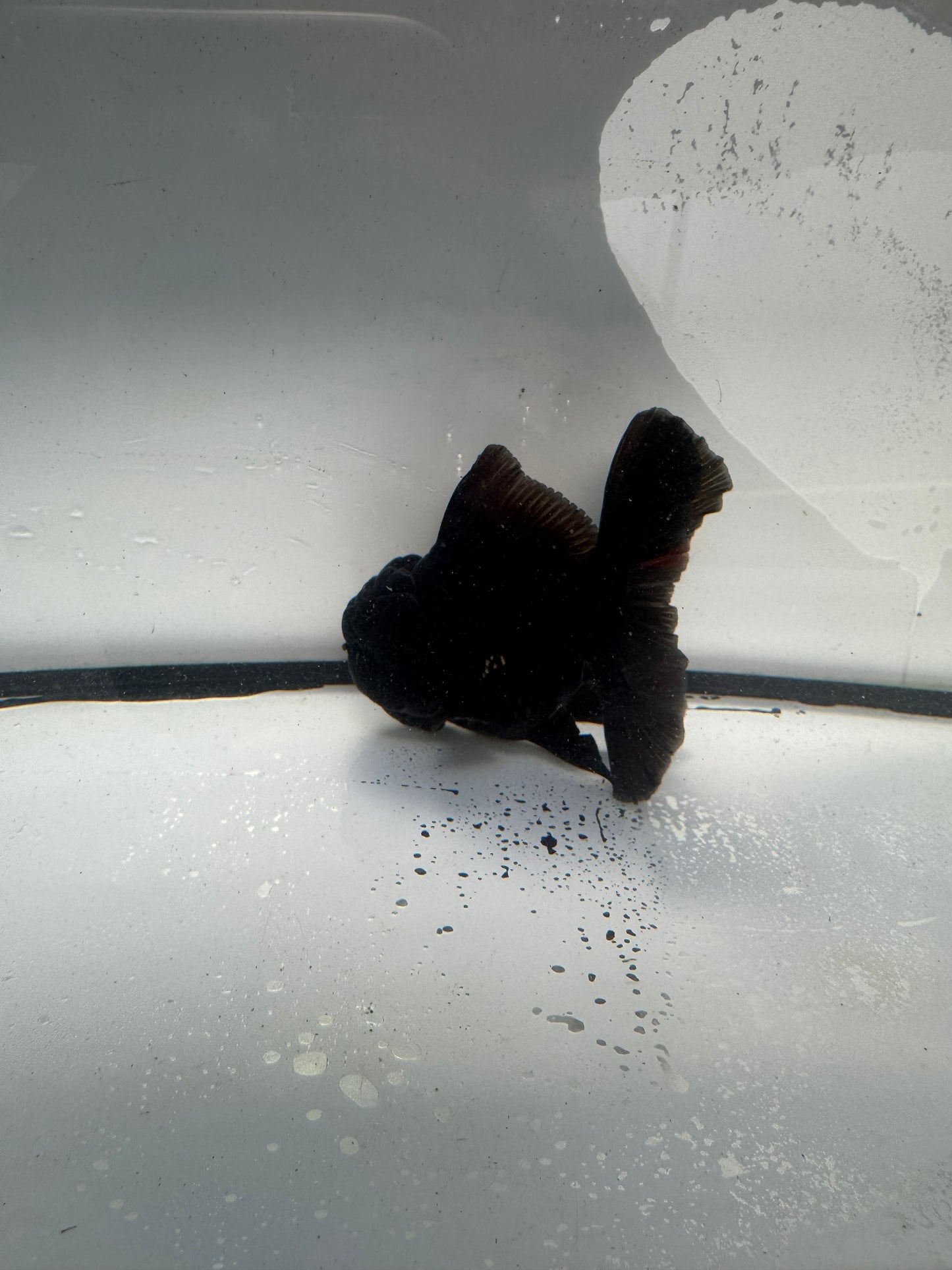 Black Oranda.  WVF933