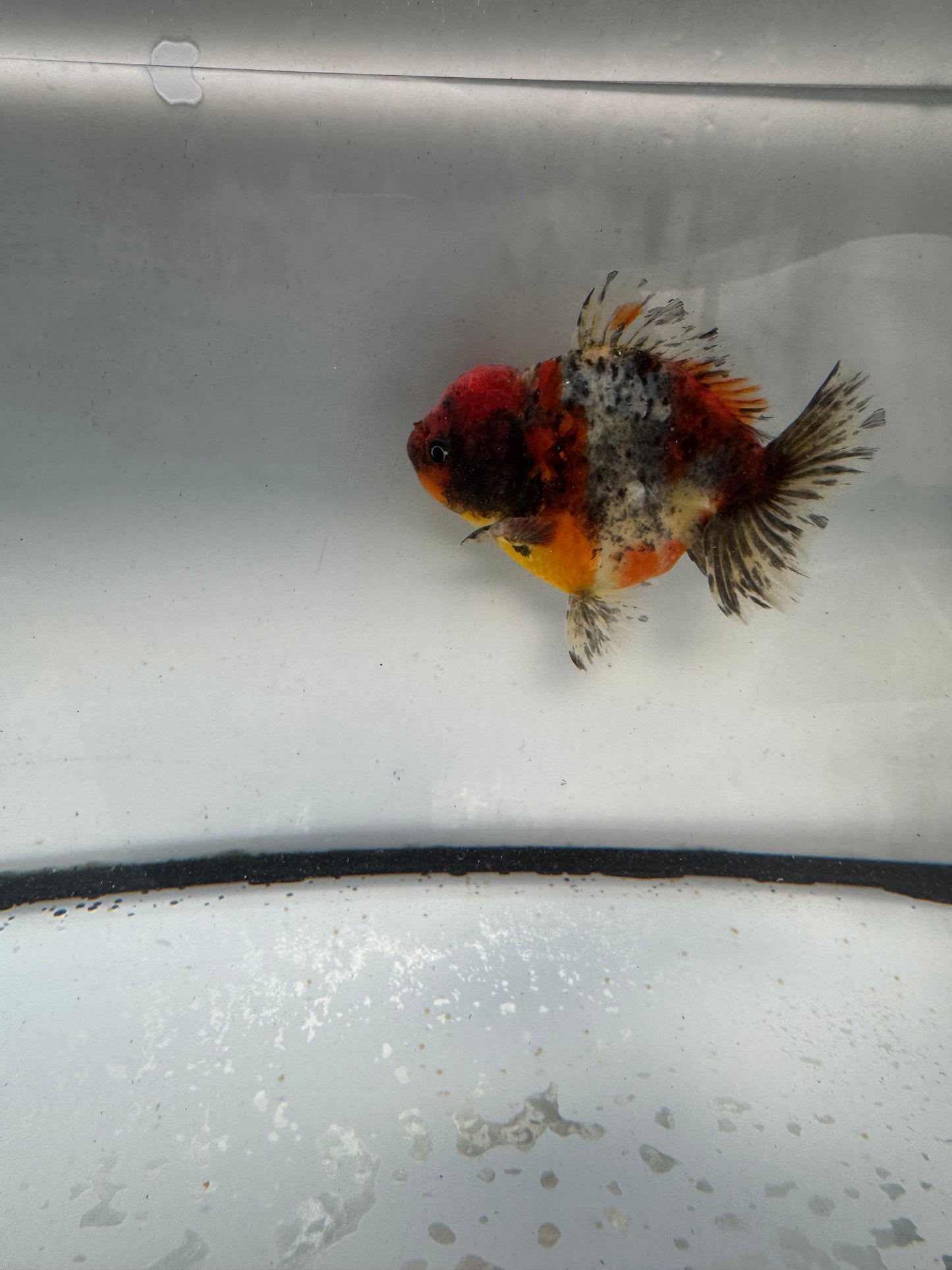 Calico short tail Oranda. WVF1053