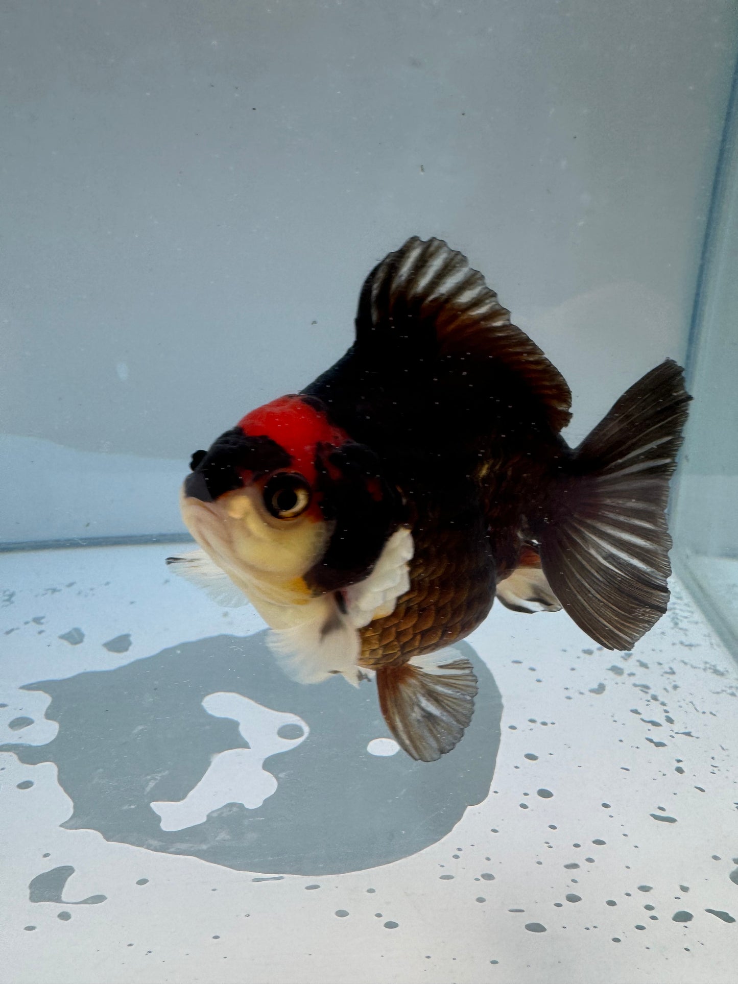 Triclour Oranda.  WVF051