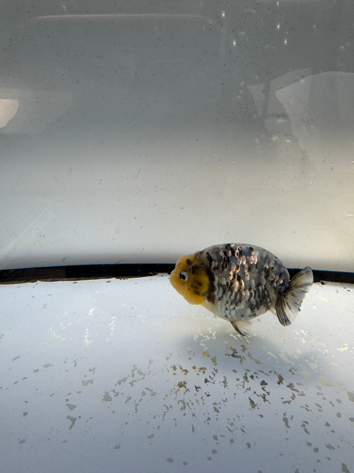White Tiger Ranchu. WVF1185