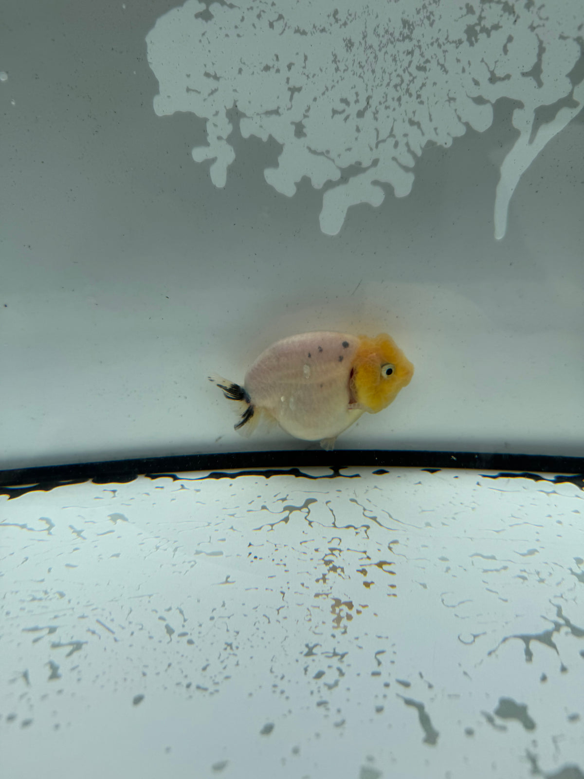 Ranchu. WVF1195